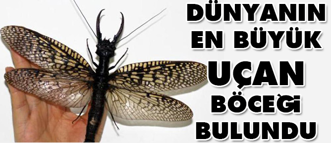 Dünyanın en büyük uçan böceği bulundu