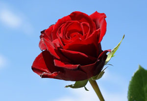 Bayramları şu sözlerle süsleyiniz