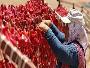 Kurutmalı sebzeler şifa kaynağı!