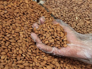 Acı kayısı çekirdeği kanserli hücreleri öldürüyor