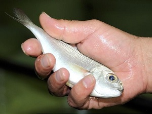 Bu balık çupra ve levreğin tahtını sallayacak