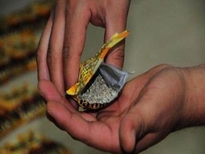 Bonzai Kullanımı 11 Yaşın Altına Düştü