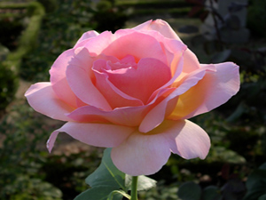 İki şey vardır ki, Allah cezasını dünyada verir