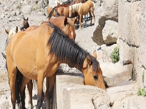 Bir damla su peşinde