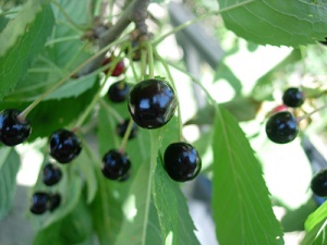 Kiraz Bu Yıl Üreticinin de İhracatçının da Yüzünü Güldürmedi