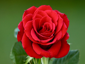 Allah katında amellerin en sevimlisi dili muhafaza etmektir