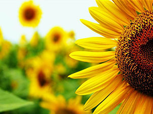 Gelin, biz bu hayatı bir anlamlı kılalım