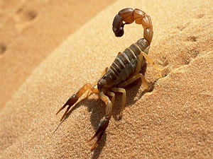 Akrep ve yılan sokmalarına karşı 'kuru' antiserum geliyor