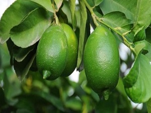 Limon fiyatları çok 'ekşi'