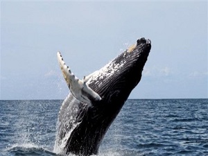 10 numara yağ yerine balina yağı