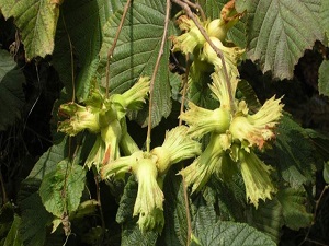 Rekolte azlığı esnafı da vurdu