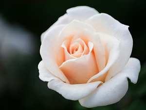 Şu üç şey sebebiyle Arapları sevin