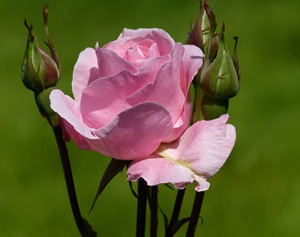 Genişlikte kendini Allah'a tanıt ki, O da sıkıntı anında