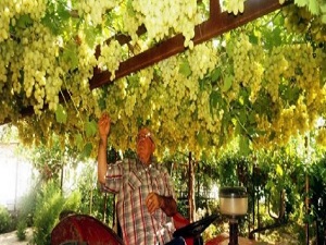 Baktı bağ oldu: Bir asmada bin 500 salkım üzüm