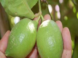 Dalında kilogramı 90 kuruş, markette 10 lira