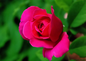 Kişi kardeşleriyle kuvvetlidir