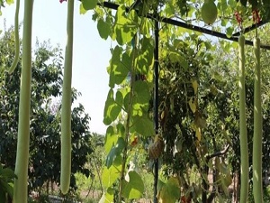 Bahçesinde 2 metrelik kabak yetiştirdi