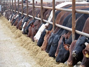 'Otomobil fiyatına kurbanlık' tepkisi