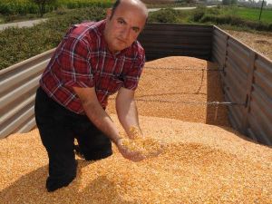 Çukurova'da İlk Ürün Mısır Hasadı Başladı