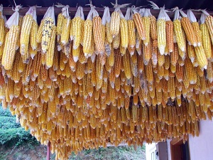 TMO Pazartesi mısır alımına başlayacak