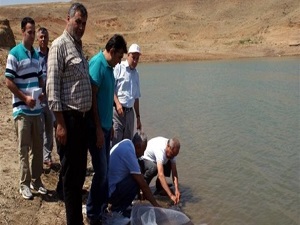 Cinali göleti pullu sazan kaynayacak