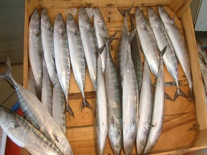 Çingene palamudu bereketi