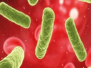 Tümör yiyen bakteri