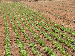 92 Bin Sebze Fidesi Dağıtıldı