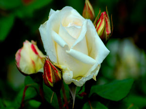 Size beyaz elbiseyi tavsiye ederim