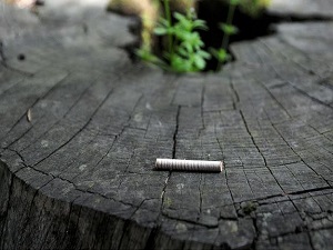 Kuraklığı ağaç halkalarında araştırdılar