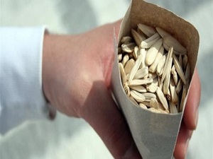 Ruslarda ay çekirdeğine alıştı