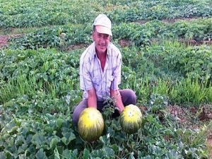 Yerli kavun çıktı fiyatlar yarı yarıya düştü