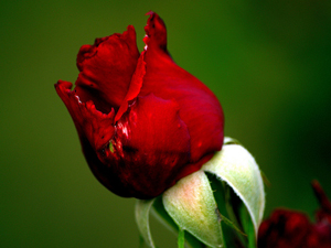 Ümmetim hakkında ençok korktuğum ölümsüzlük hayalidir