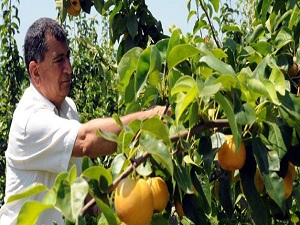 Elma rekoltesinde düşüş beklentisi