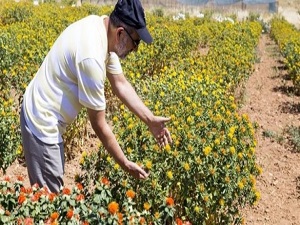 Aspirde hedef 2 milyon ton yağ üretimi