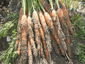 Kışlık havuçta hasat hazırlığı