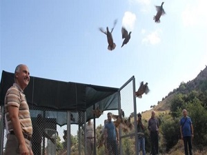 Çanakkale'de 500 keklik doğaya salındı