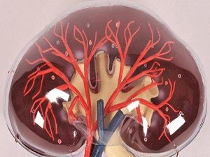 Bunama tedavisi böbreklere zarar mı veriyor?
