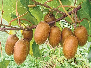 C vitamini deposu: Kivi