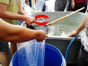 Afyonkarahisar'da Göletlere 322 Bin Yavru Balık