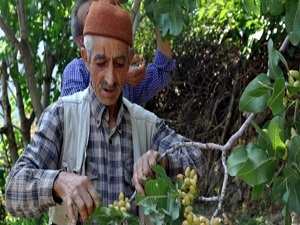 Bitlisli üreticiye 'fıstık' gibi gelir