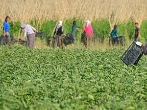 Türkiye'nin tarımsal bilgi sistemi oluşturulacak