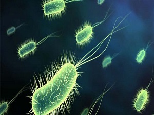 Bağırsaktaki bakterileri ruh halinizi etkiliyor