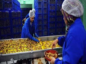 Kuru incirde 70 bin ton beklentisi