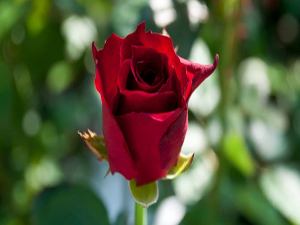 İlim ve mal kusuru örter, cehalet ve fakirlik ortaya çıkarır