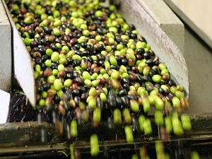 Zeytinde tuz azaltıldı