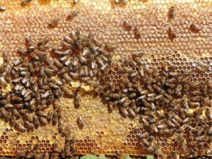 Çözüm Süreci Arıcılara Yaradı