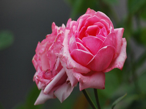 Her canlıya yapılan iyilikte mükafat vardır