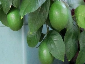 Manas tipi limon zamlanınca Mayer tipi ortaya çıktı