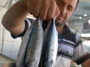 Çingene Palamudu Oltalara Takıldı